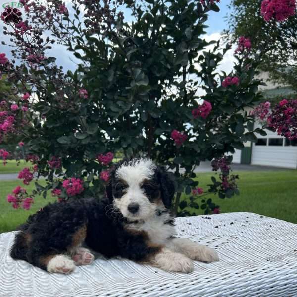 Zoey, Mini Bernedoodle Puppy