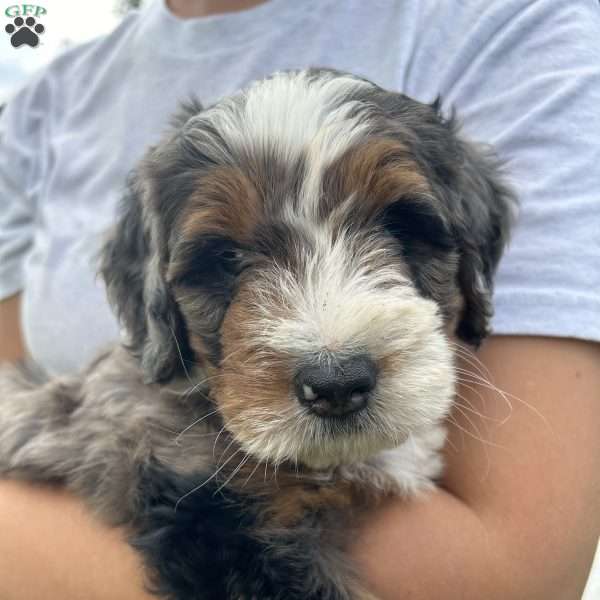 Makar, Mini Bernedoodle Puppy