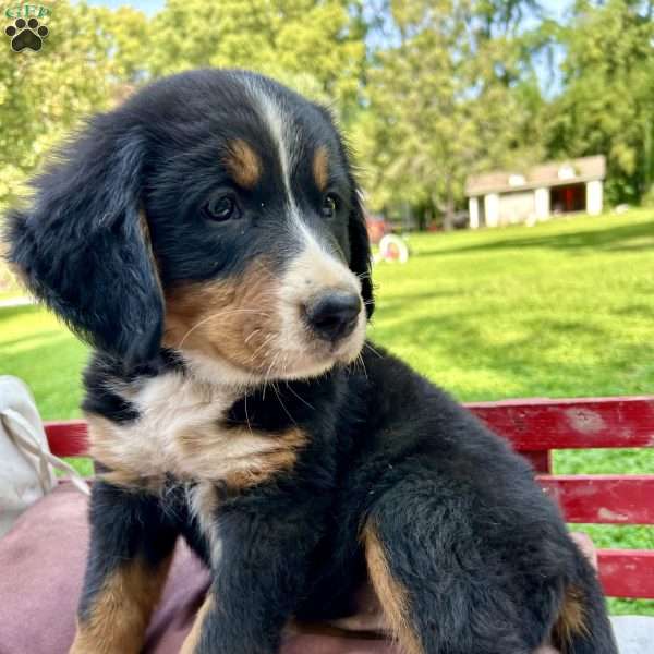 Jackie, Bernese Mountain Dog Puppy