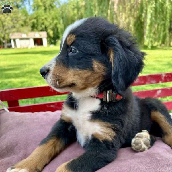 Justine, Bernese Mountain Dog Puppy