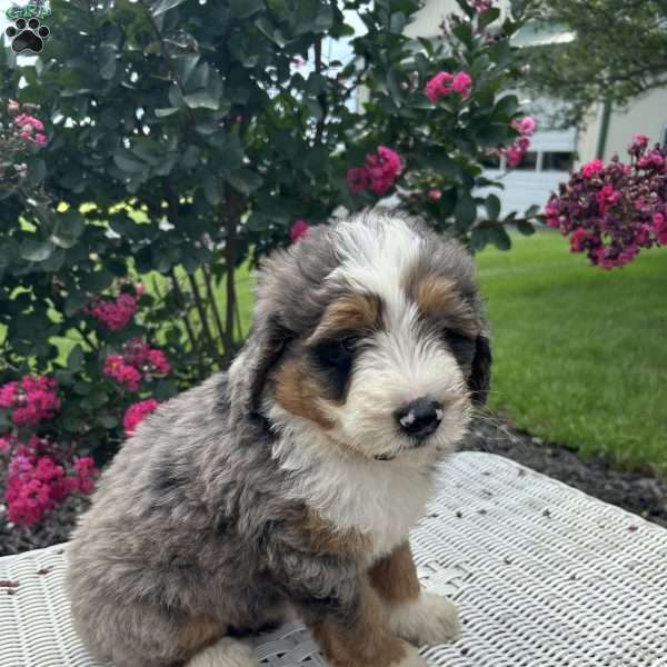 Buster, Mini Bernedoodle Puppy