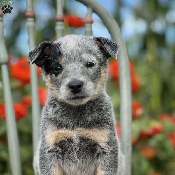 Roxy, Blue Heeler – Australian Cattle Dog Puppy