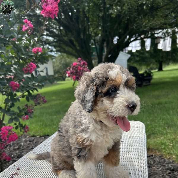 Rayna, Mini Bernedoodle Puppy