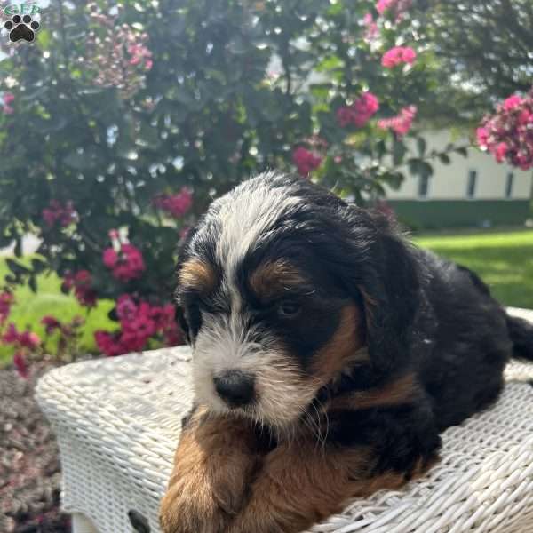 Jackie, Mini Bernedoodle Puppy