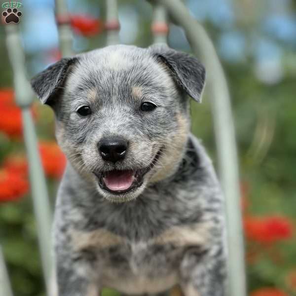 Rowdy, Blue Heeler – Australian Cattle Dog Puppy