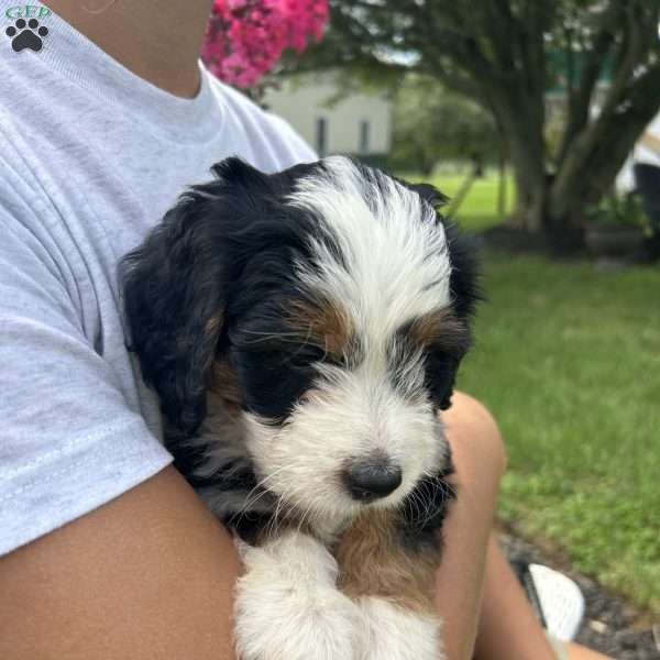 Sky, Mini Bernedoodle Puppy