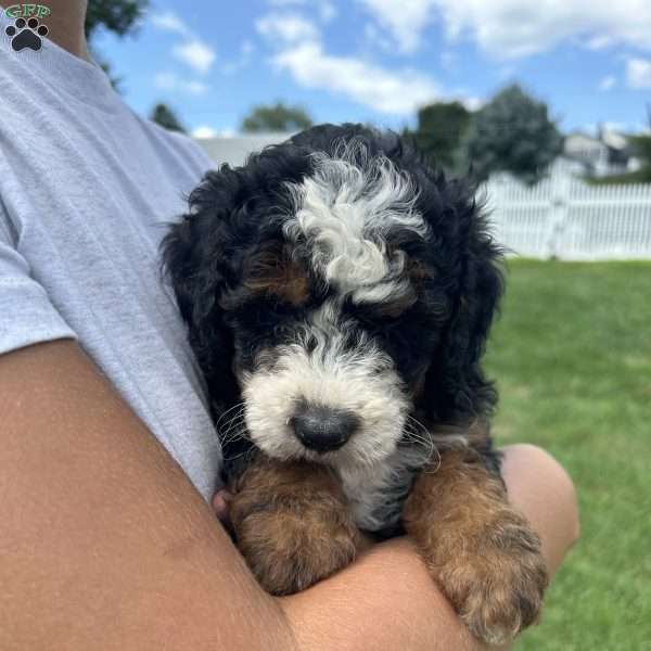 Kira, Mini Bernedoodle Puppy