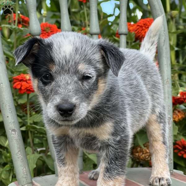 Riley, Blue Heeler – Australian Cattle Dog Puppy