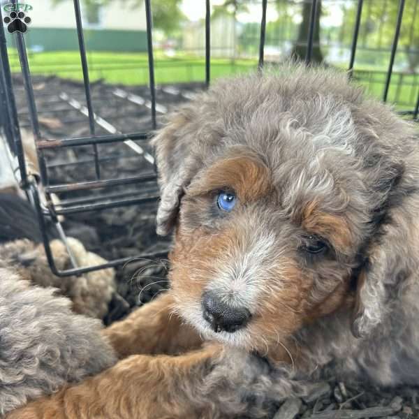 Amber, Mini Bernedoodle Puppy