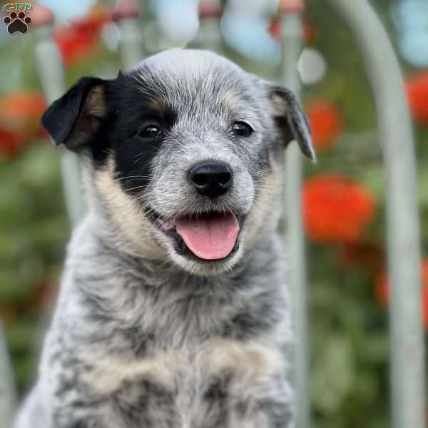 Rocky, Blue Heeler – Australian Cattle Dog Puppy