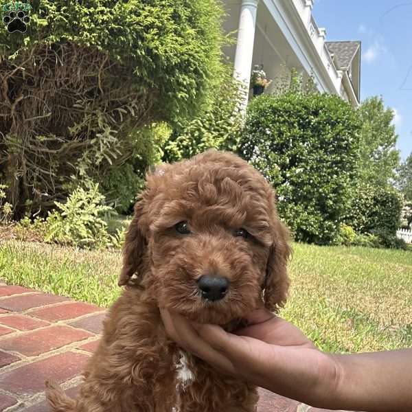 Max, Double Doodle Puppy