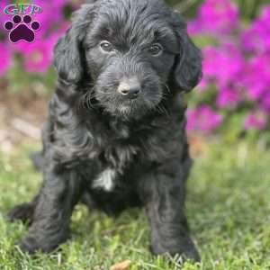 Moo, Mini Aussiedoodle Puppy