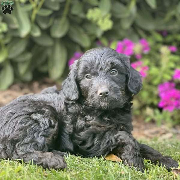 Moo, Mini Aussiedoodle Puppy