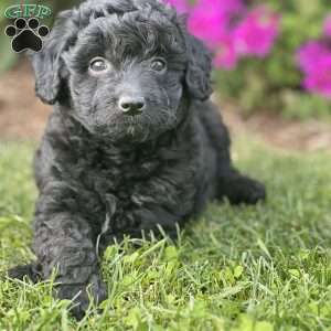 Maui, Mini Aussiedoodle Puppy