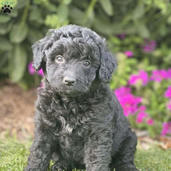 Maui, Mini Aussiedoodle Puppy