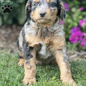 Maggie, Mini Aussiedoodle Puppy