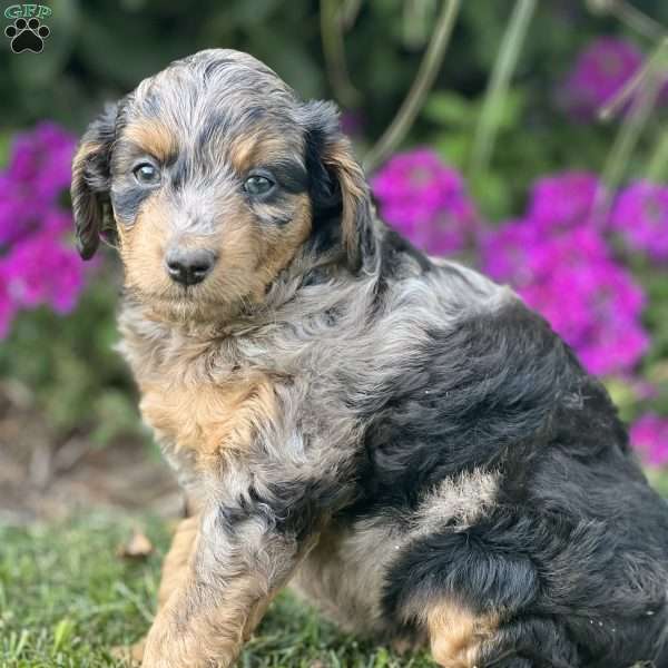 Maggie, Mini Aussiedoodle Puppy