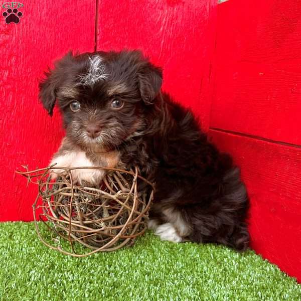 Dallas, Havanese Puppy