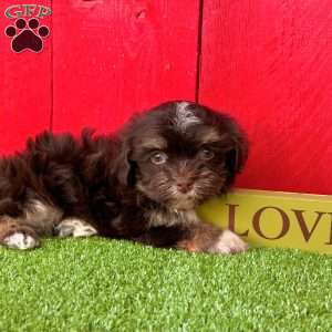 Dallas, Havanese Puppy