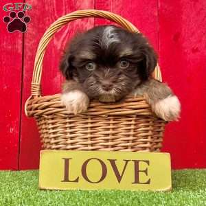 Dallas, Havanese Puppy