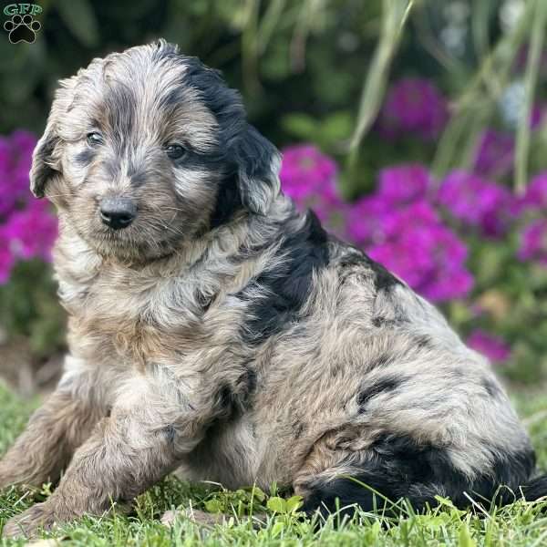 Maxine, Mini Aussiedoodle Puppy