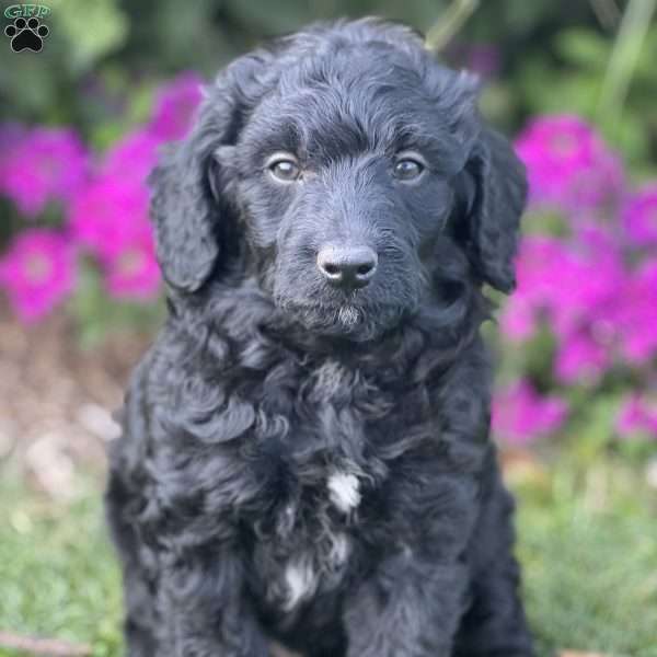 Mason, Mini Aussiedoodle Puppy