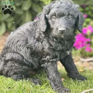 Mason, Mini Aussiedoodle Puppy