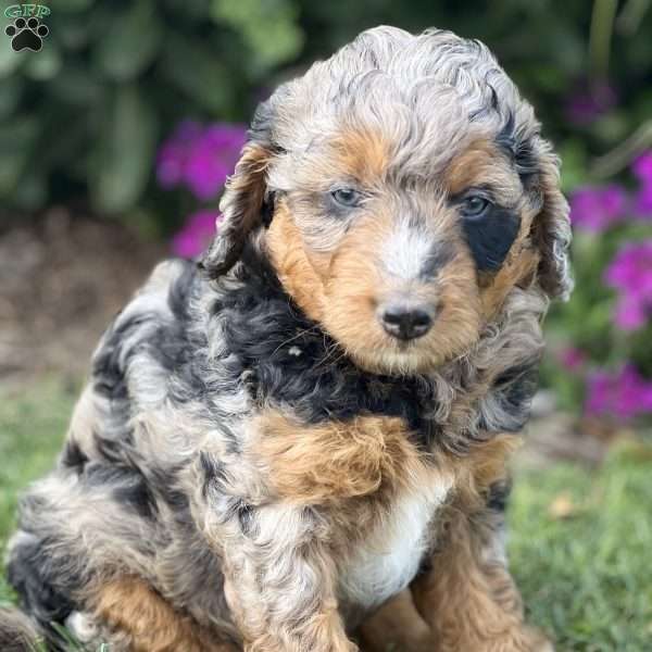 Marlow, Mini Aussiedoodle Puppy