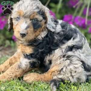 Marlow, Mini Aussiedoodle Puppy