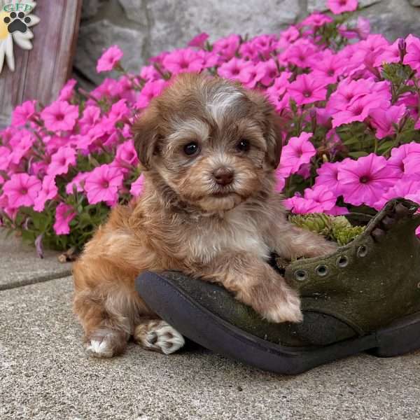 Derek, Havanese Puppy