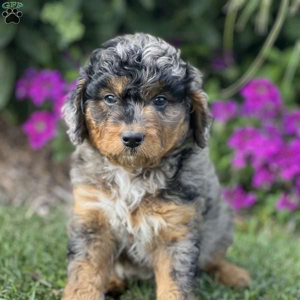 Mochi, Mini Aussiedoodle Puppy