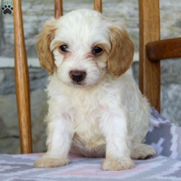 Lacy, Cavapoo Puppy