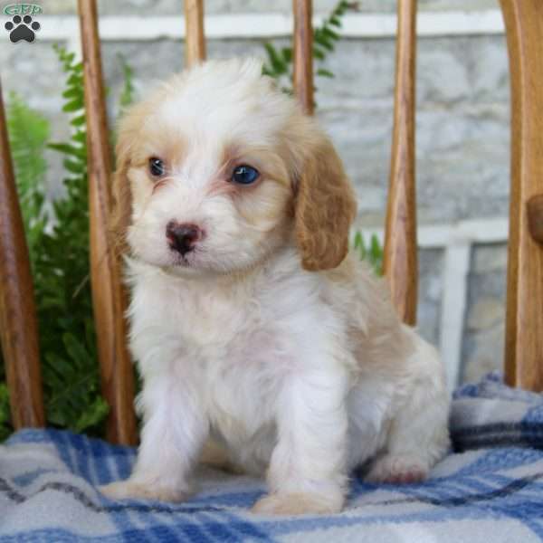 Lane, Cavapoo Puppy