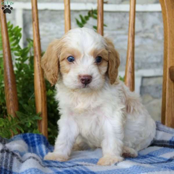 Laken, Cavapoo Puppy