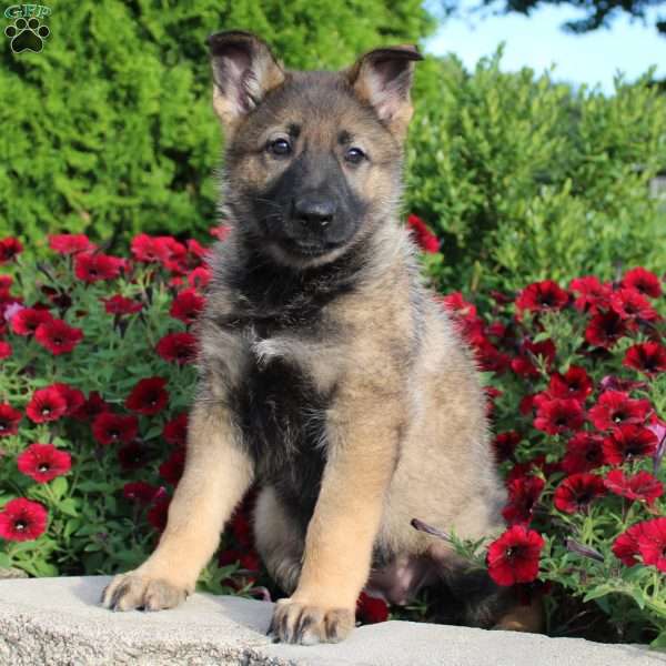 Megan, German Shepherd Puppy