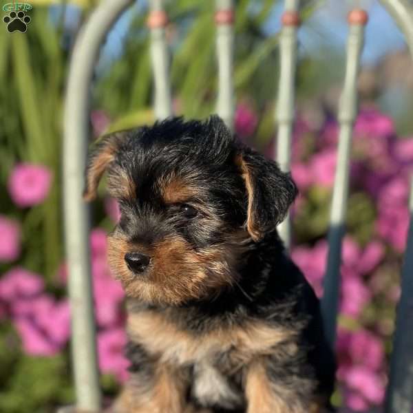 Fred, Yorkie Puppy