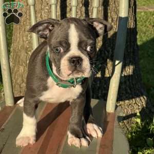 Barley, Boston Terrier Puppy