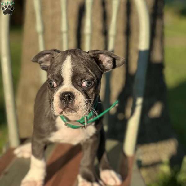 Barley, Boston Terrier Puppy