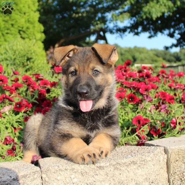 Mia, German Shepherd Puppy