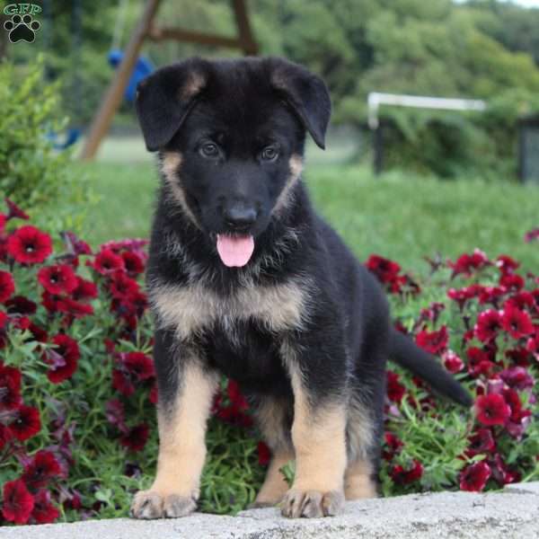 Marla, German Shepherd Puppy