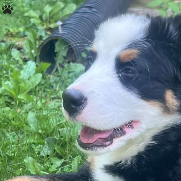 Sadie, Bernese Mountain Dog Puppy