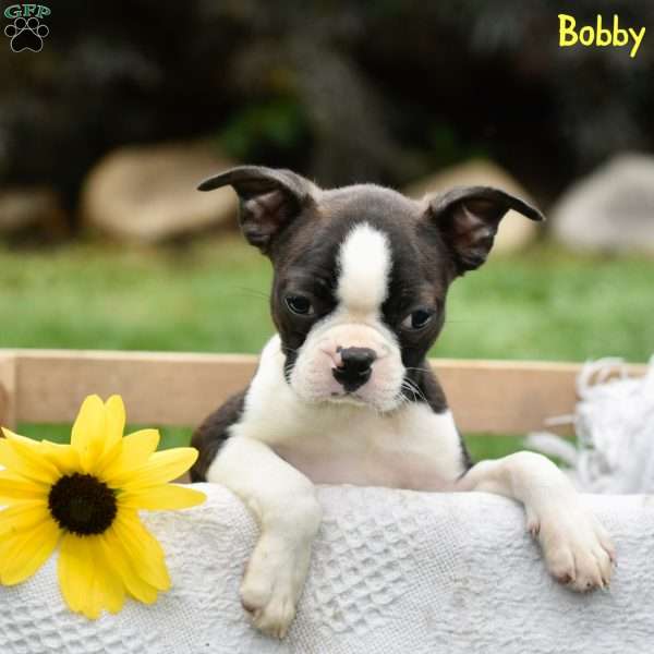 Bobby, Boston Terrier Puppy