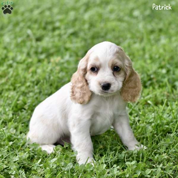 Patrick, Cocker Spaniel Puppy