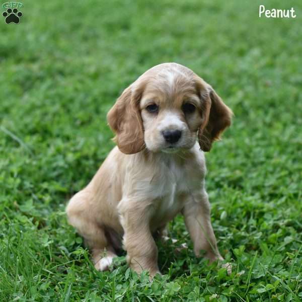 Peanut, Cocker Spaniel Puppy