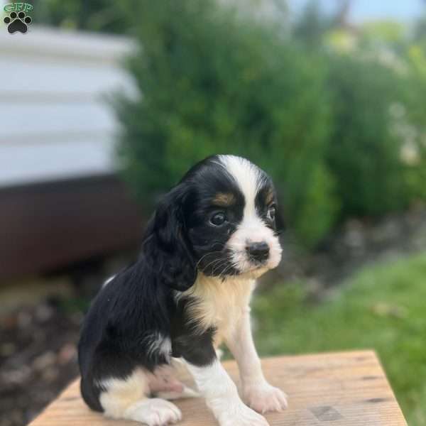 Hugo, Cavalier King Charles Spaniel Puppy