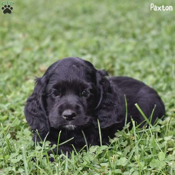 Paxton, Cocker Spaniel Puppy