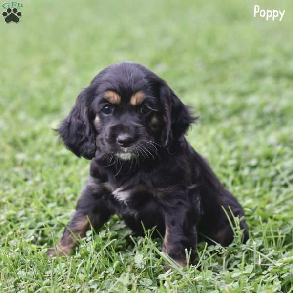 Poppy, Cocker Spaniel Puppy