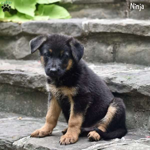 Ninja, German Shepherd Puppy