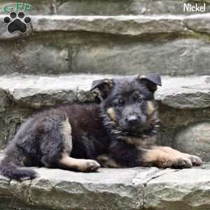 Nickel, German Shepherd Puppy