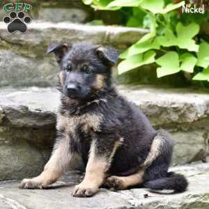 Nickel, German Shepherd Puppy